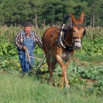 Mule