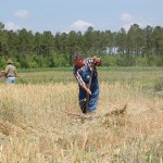 Field