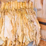 Dried Tobacco