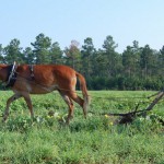 Wayne Skipper and Minnie plow