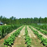 Tobacco Field