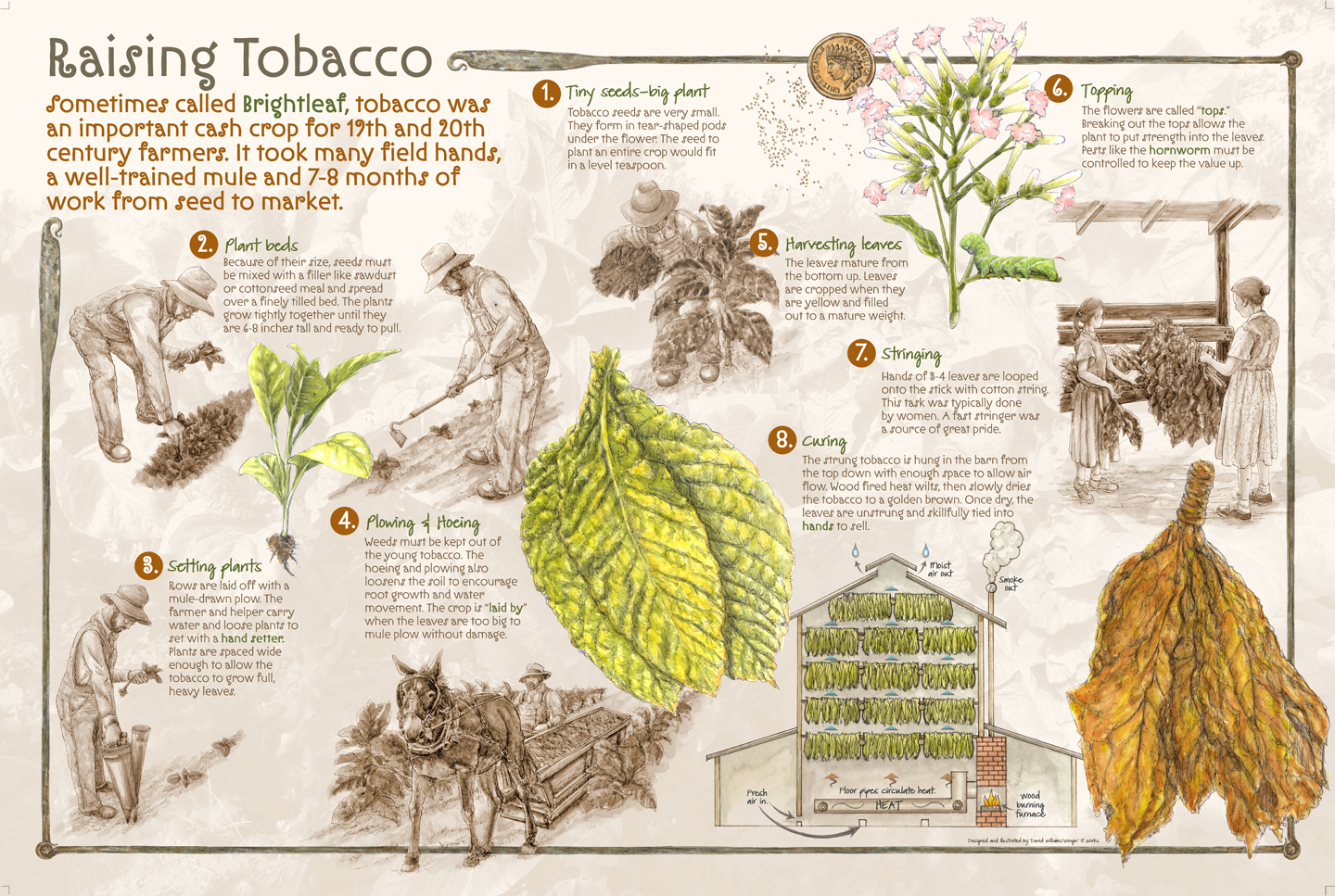Tobacco